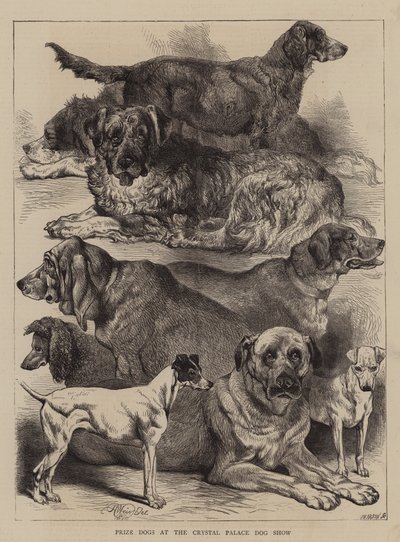 Chiens Primés à l